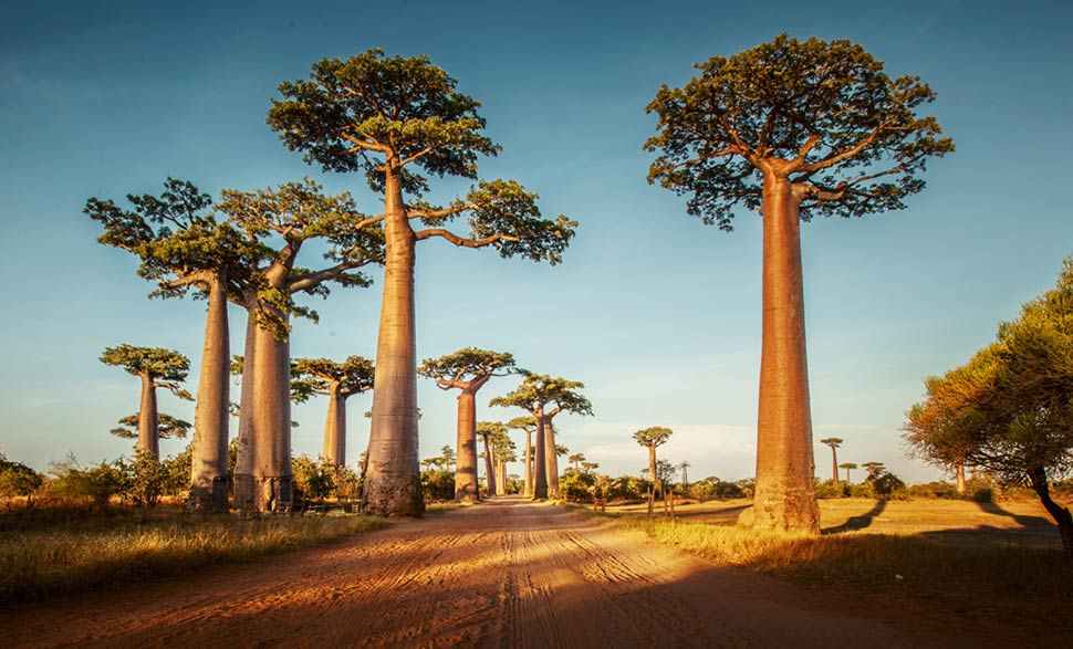 2-avenue-of-baobabs-madagascar-approaching-the-avenue