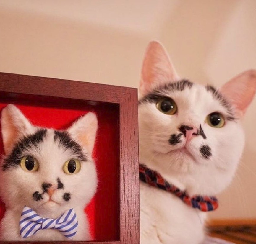 3D-Kedi-Portre-DivaMagazin (3)